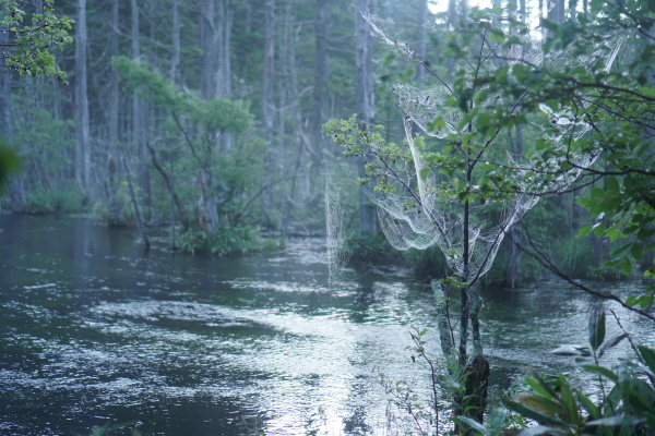 Abundant Spiderwebs