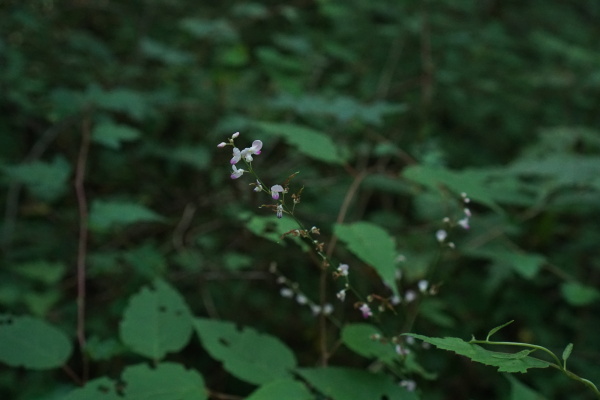 Fuji Small Flowers